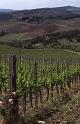 Italy 99 Chianti Vines